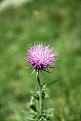 flower in the Pyrenee mountains