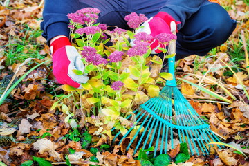 Gardener at autumn flowers