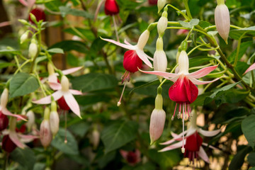 Fuchsia (Lady’s Eardrops) flowers