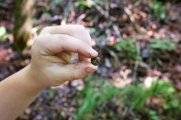Kid's Hand Holding Tiny Empty Snail Shell Outside in Forest