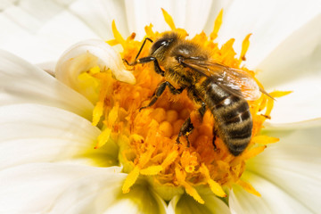 Makro pszczoła na kwiatku