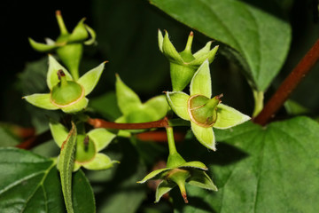 Früchte des Hartriegels, Cornus