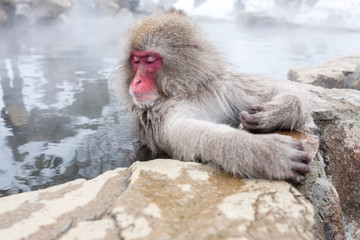 Cute japanese snow monkey sleeping in a hot spring. Nagano Prefecture, Japan.