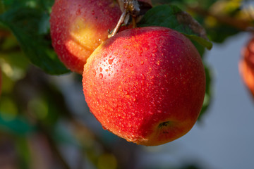 Harvesting apples in garden, autumn harvest season in fruit orchards