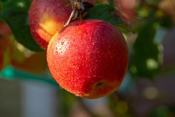 Harvesting apples in garden, autumn harvest season in fruit orchards