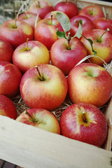 Harvesting apples in garden, autumn harvest season in fruit orchards, wooden box with apples