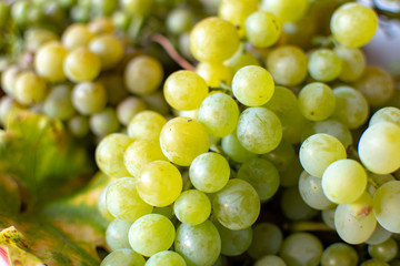 New harvest of white wine grape riesling