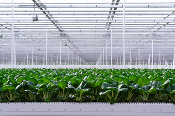 Agriculture in Netherlands, huge greenhouse with rows of growing chinese cabbage Bok choy, pak choi or pok choi - obrazy, fototapety, plakaty