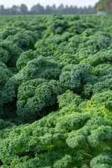 Green ripe kale or curly leaf cabbage growing on farm field, ready to harvest
