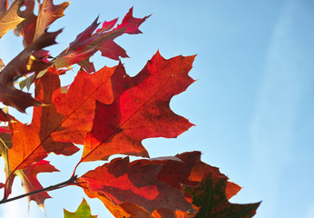 Fall of leaves in autumn, american oak tree leaves close up, autumn background