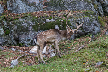 Naklejka na ściany i meble deer antlers forest