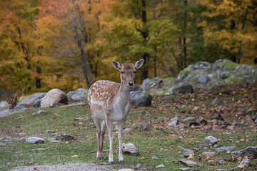 deer antlers forest