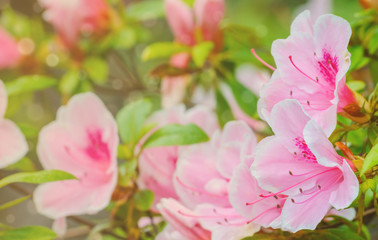 Obraz premium Blooming azalea. Rhododendron schlippenbachii. Macro