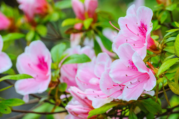 Fototapeta na wymiar Blooming azalea. Rhododendron schlippenbachii. Macro