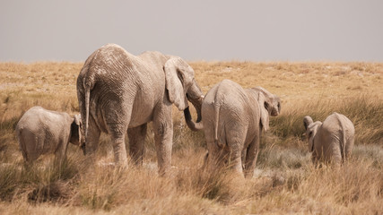 Elefanten Familie am Wasserloch, Etosha, Namibia