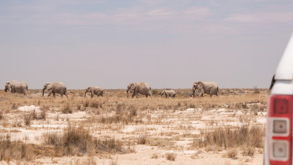 Elefantenherde, Elefanten neben Auto, selfdrive Safari, Namibia