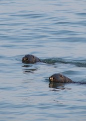 Fototapeta premium seals 