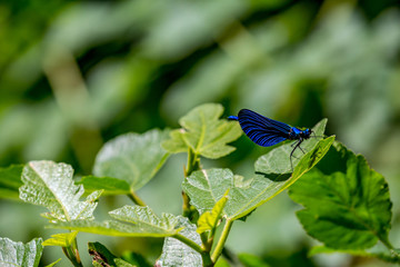 Banded demoiselle dragonfly, a.k.a. Calopteryx Virgo, close-up shot against natural green background, beautiful bokeh, sunny springtime day near Blue Eye spring in Albania. Selective focus