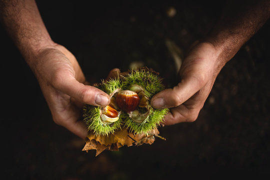 Crop hands peeling chestnuts