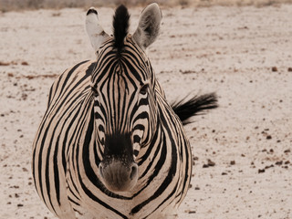 Steppenzebra (Equus quagga) in Namibia