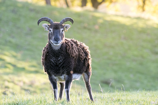 ancient breed sheep in welsh countryside