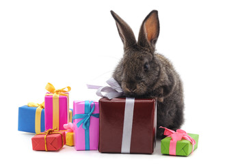 One brown rabbit with gifts.