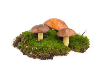 boletus mushrooms grow on moss isolated on white background