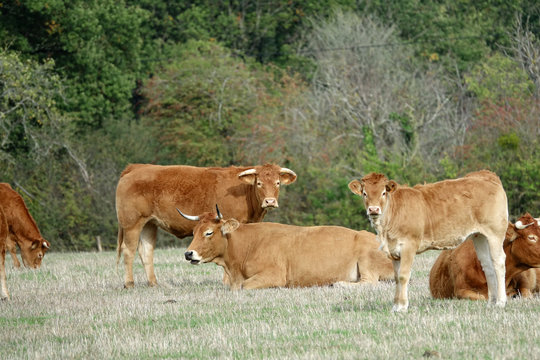 parthenaise et limousine