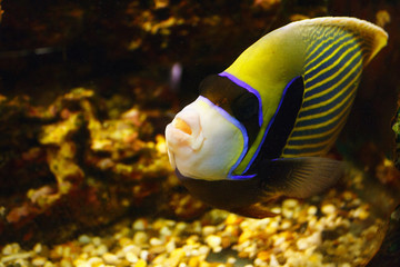 Fototapeta na wymiar Beautiful Emperor angelfish (Pomacanthus imperator) in their habitat