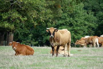 Obraz premium Vache de race Aubrac