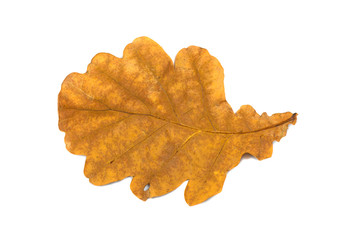 Obraz premium yellow leaves isolated on white background