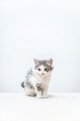 Fototapeta na wymiar Cat. funny kitty grey 