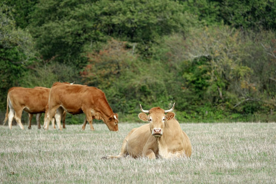 parthenaise au repos