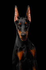 Portrait of Doberman Dog Strongly Gazing in Camera on isolated Black background