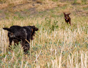 Red irish setter amd german wairehaired pointer dogs in field. Point a bird throw hunting.