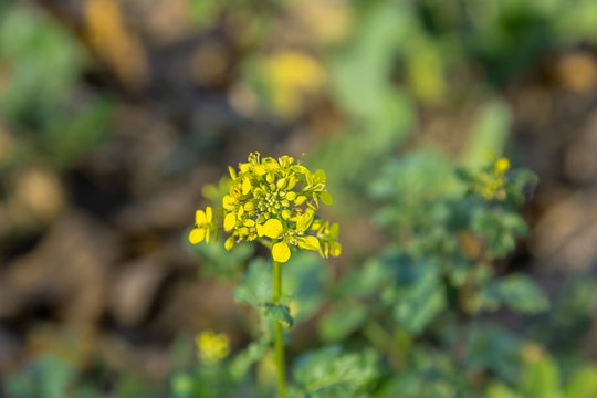 Acker-Senf, eine gelbe Pflanze auf einem Feld, die im Herbst w&auml;chst
