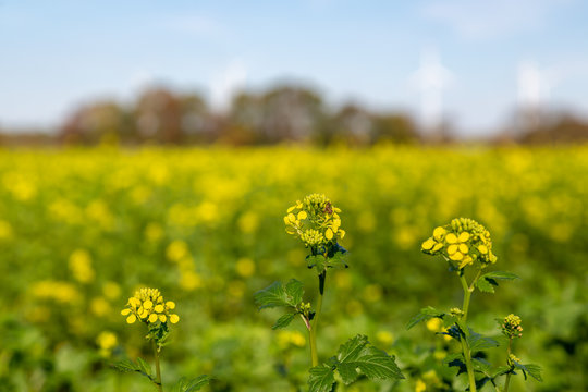 Acker-Senf, eine gelbe Pflanze auf einem Feld, die im Herbst w&auml;chst