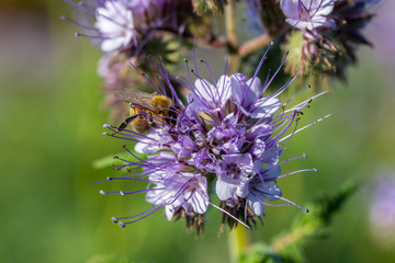 eine Biene sucht an einer Blume (Phacelia tanacetifolia) nach Nahrung