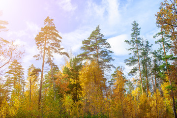 Golden autumn forest