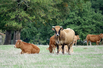 Aubrac au milieu de Limousines