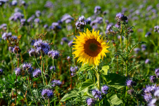 Rainfarn-B&uuml;schelsch&ouml;n (Phacelia tanacetifolia) und eine Sonnenblume
