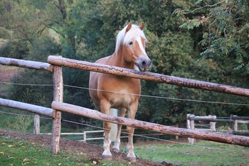 beautiful haflinger horse is standing on the paddock behind the fence