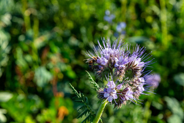 eine Biene sucht an einer Blume (Phacelia tanacetifolia) nach Nahrung