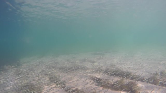 Underwater shot of minnow school swimming  in ocean
