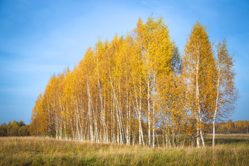 Fototapeta premium Beautiful autumn landscape with yellow birches on a Sunny day