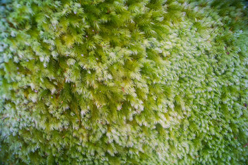 Thick Moss
