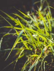 Green grass with dew