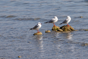 M&ouml;wen am Bodensee