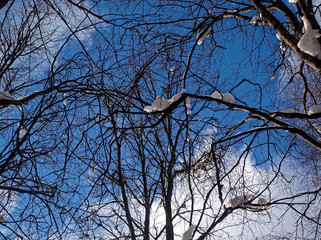 trees in the snow on a clear day in the Park 