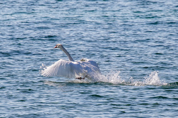 Fototapeta premium Schwan beim Start